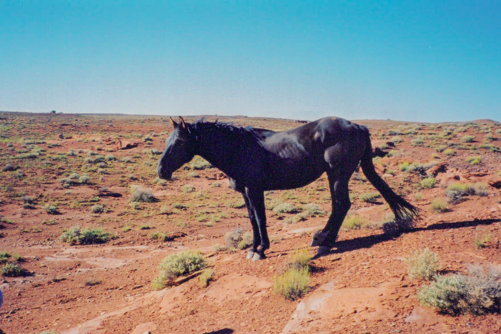 AQHA Black Dun Stud