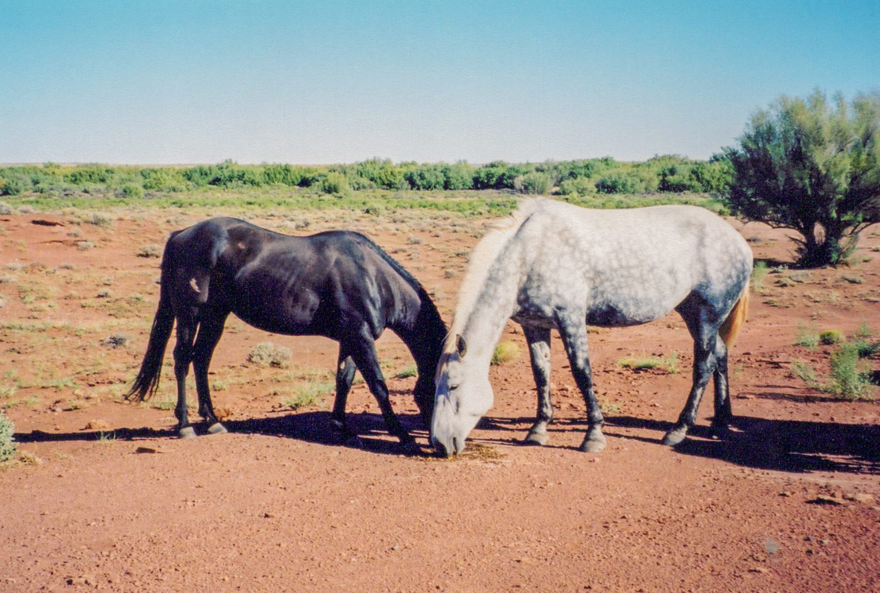 AQHA Black Dun Stud