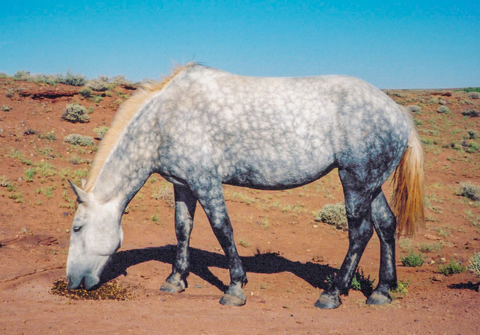 Gray Percheron / Thoroughbred Mare