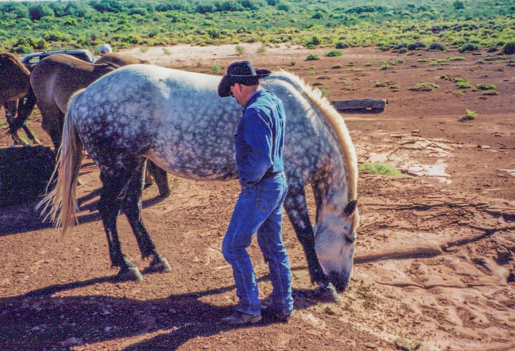 Gray Percheron / Thoroughbred Mare