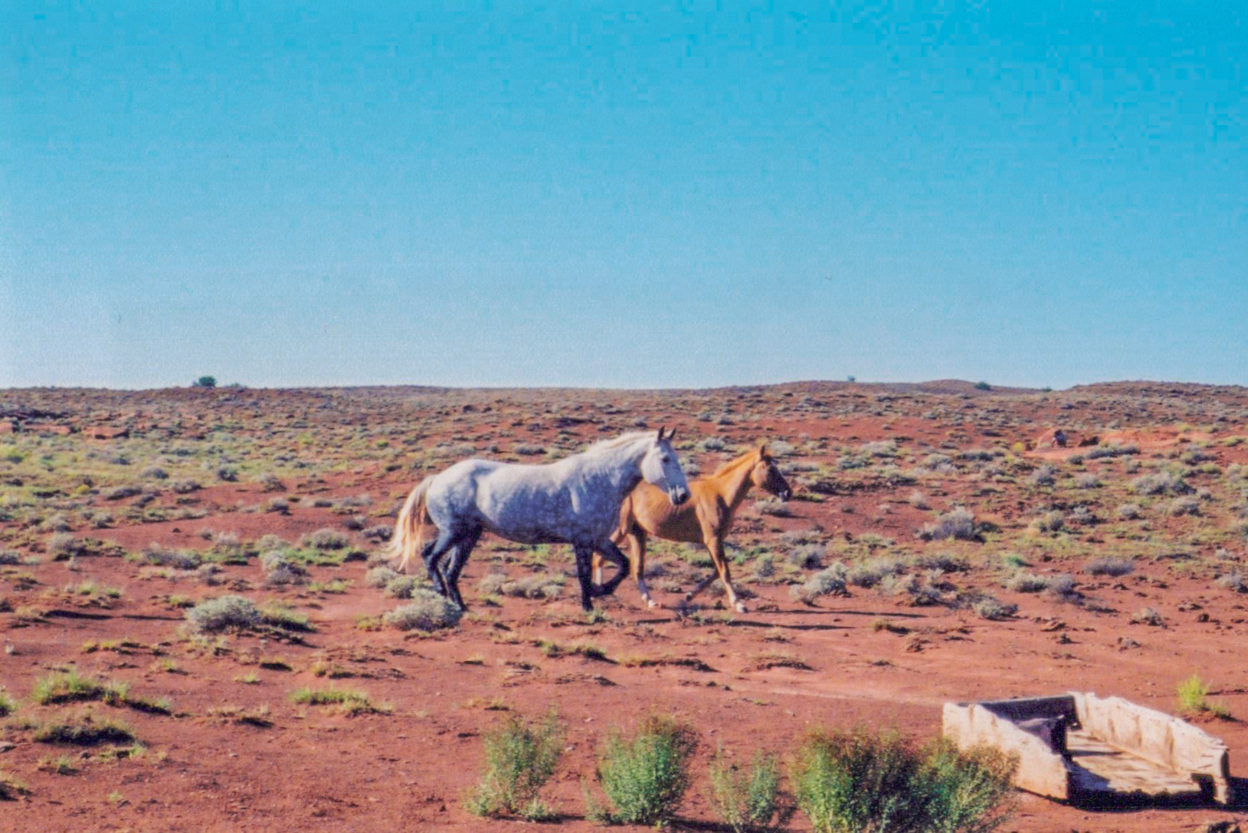Gray Percheron / Thoroughbred Mare
