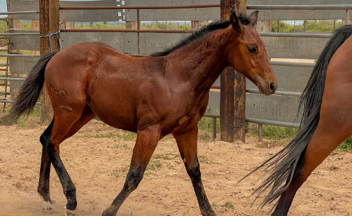 AQHA Bay Filly Right Veiw