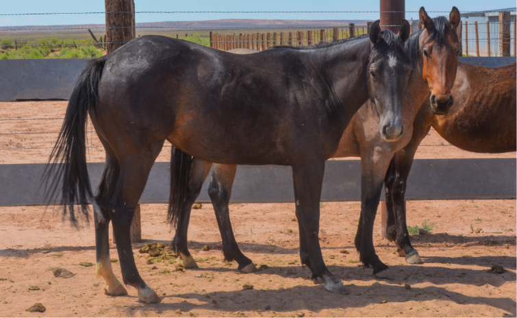 AQHA Black Buckskin Filly