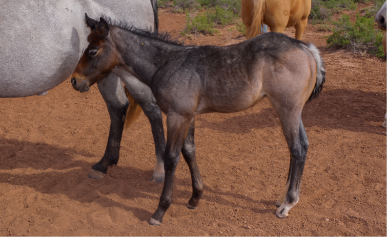 AQHA Blue Roan Colt