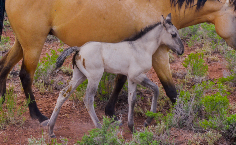 AQHA Buckskin Filly