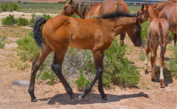AQHA Dun Filly