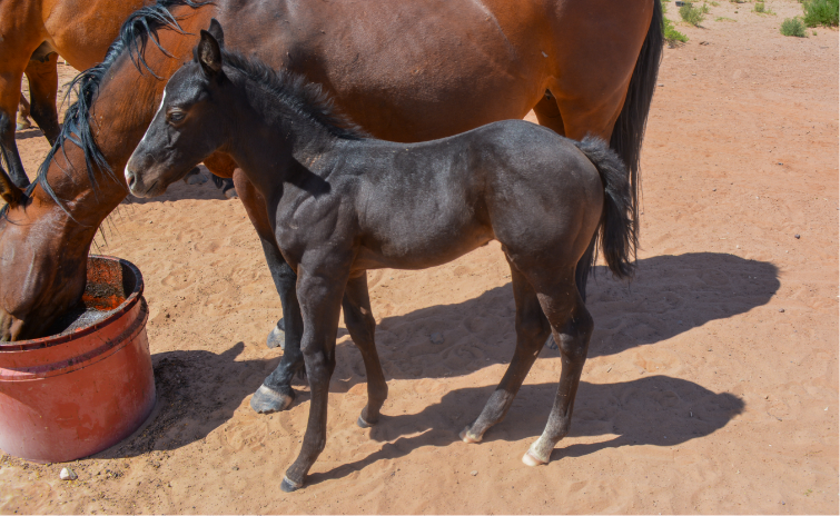 AQHA Black Buckskin Colt