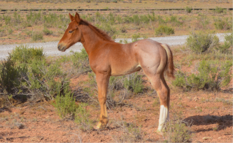 Part Draft Strawberry Roan Filly