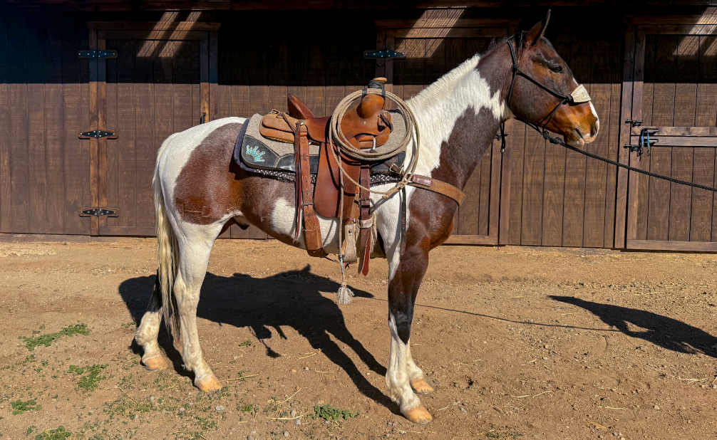 Bay Tobiano Stallion