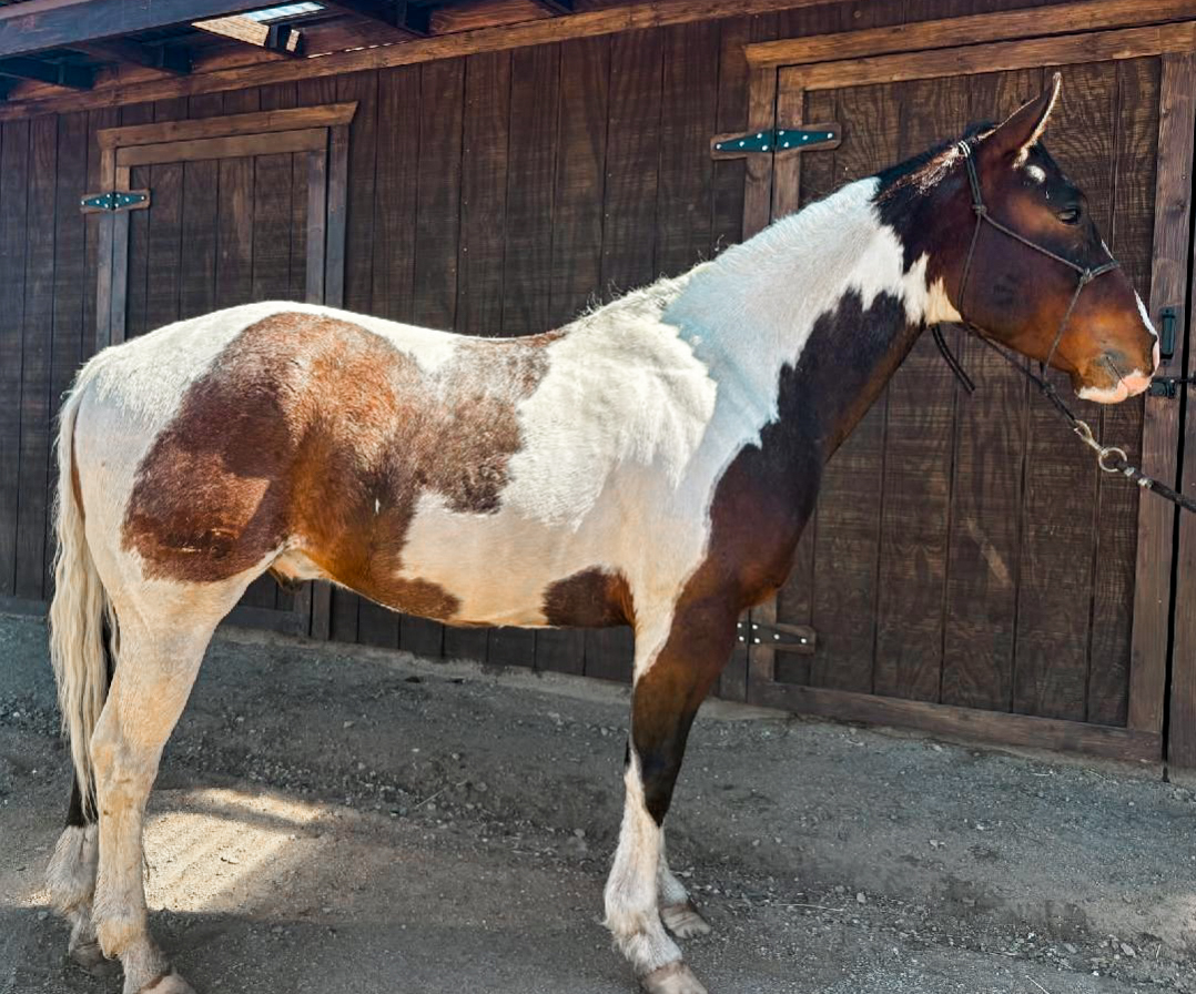  Bay Tobiano Stallion