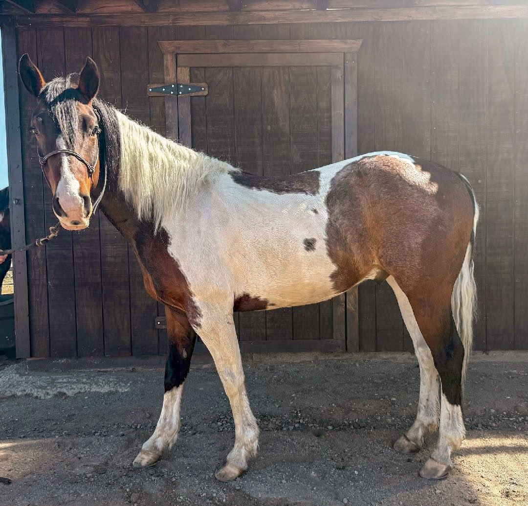  Bay Tobiano Stallion