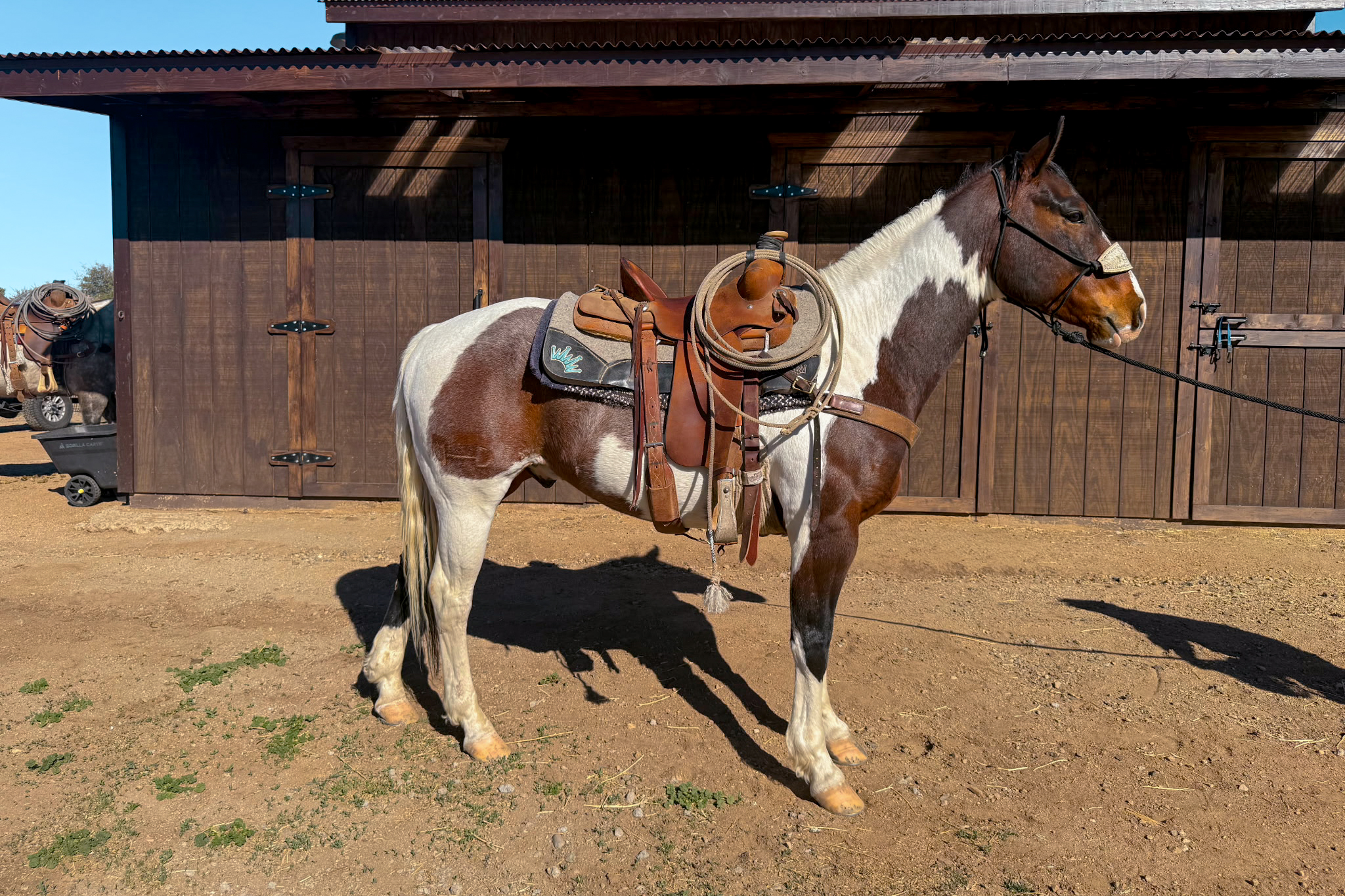  Bay Tobiano Stallion