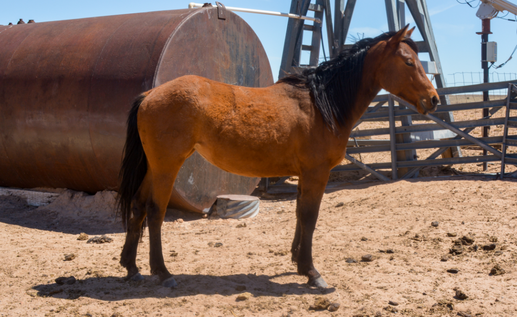 AQHA Bay Filly Right Veiw