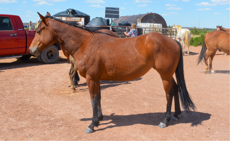 AQHA Bay Mare 