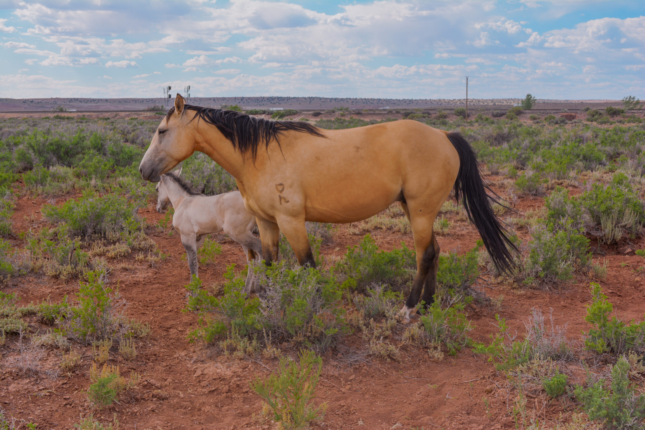 AQHA Buckskin Mare