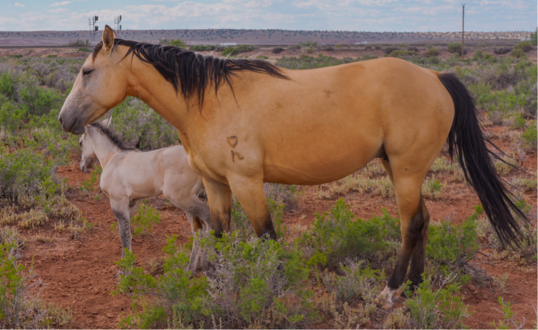 AQHA Buckskin Mare