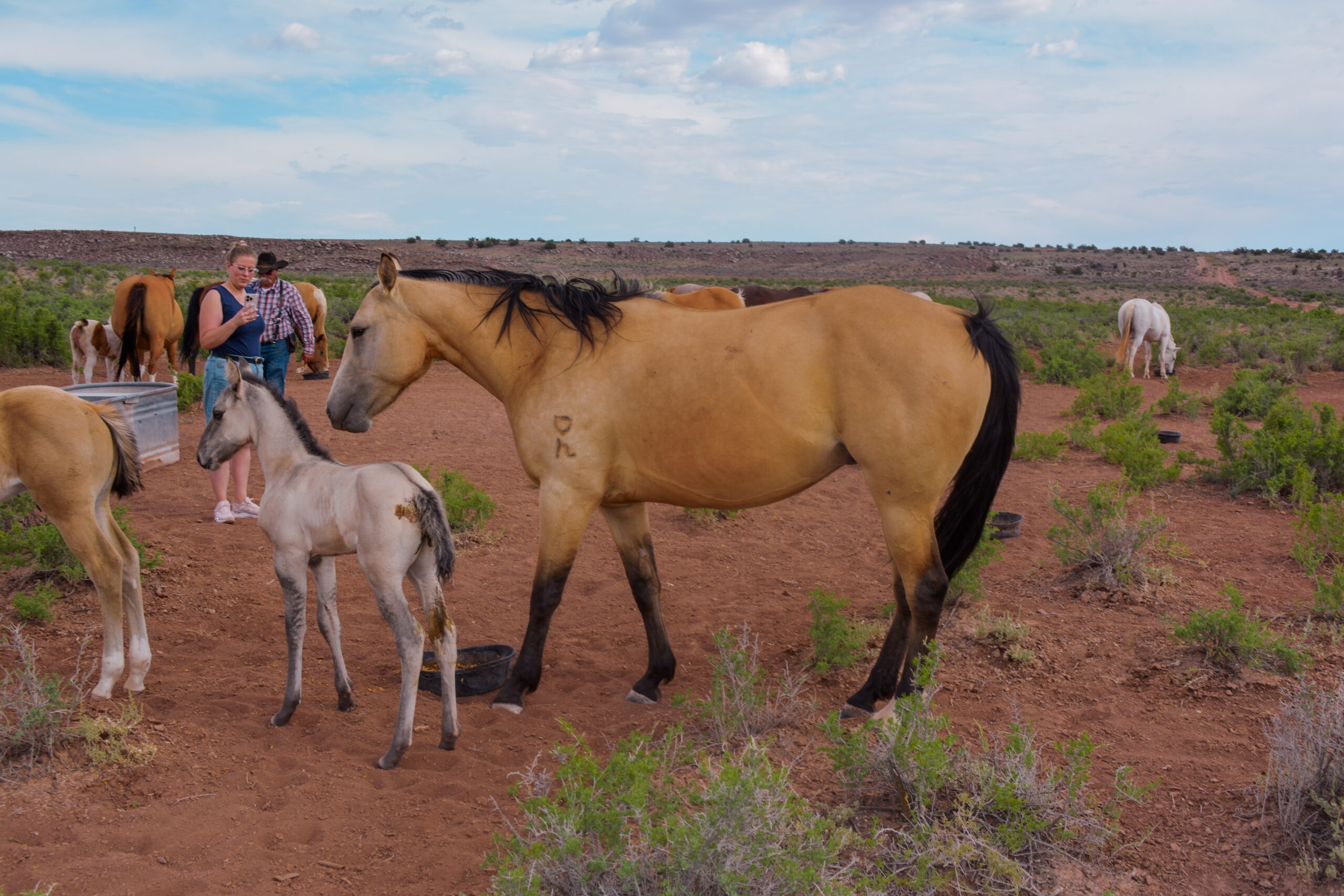 AQHA Buckskin Mare