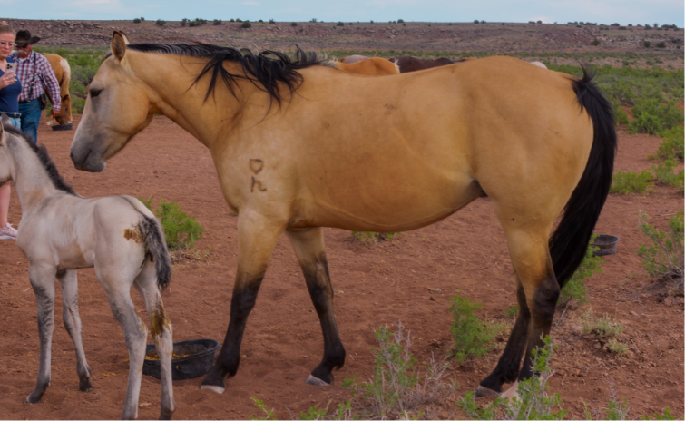 AQHA Buckskin Mare