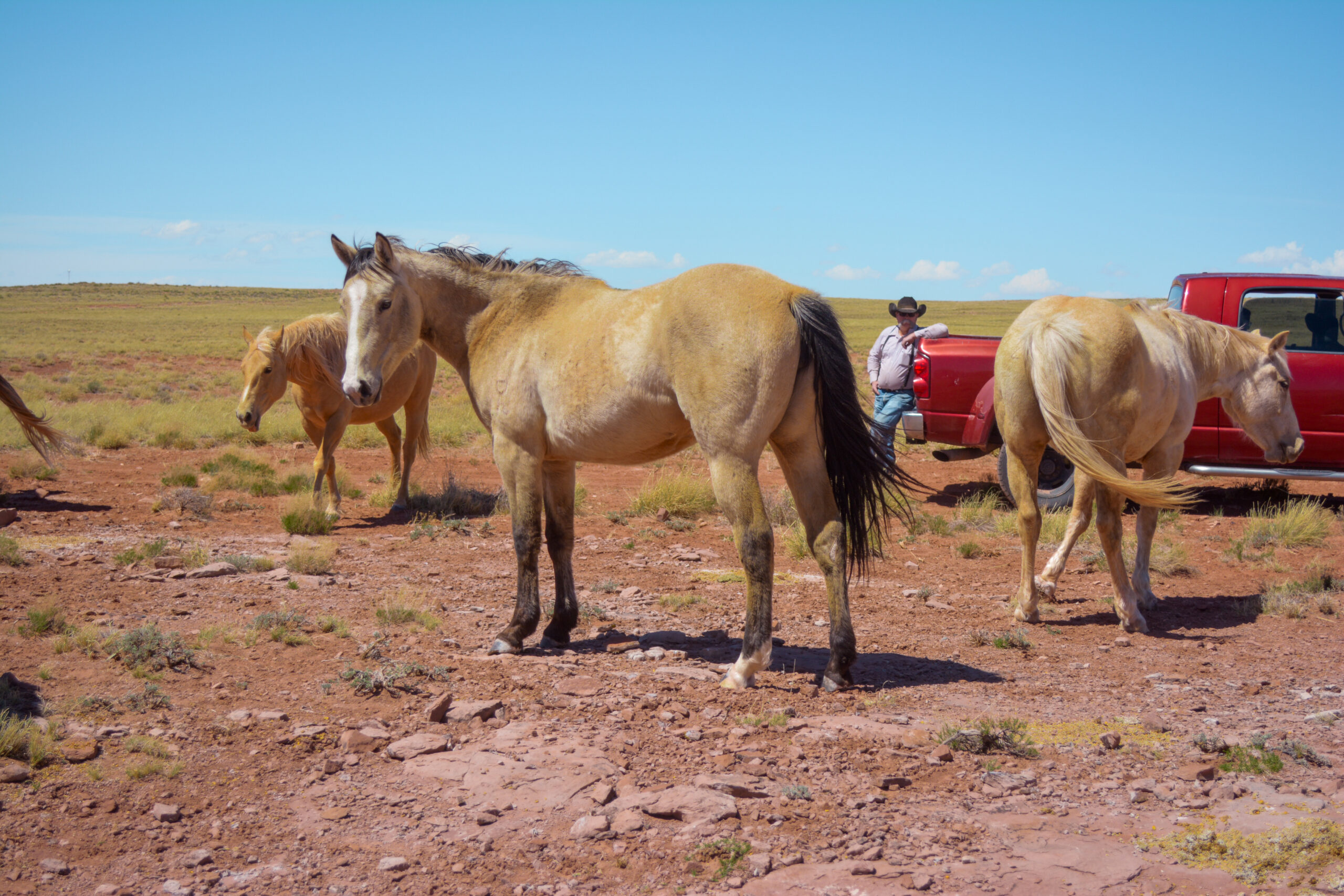 AQHA Buckskin Mare