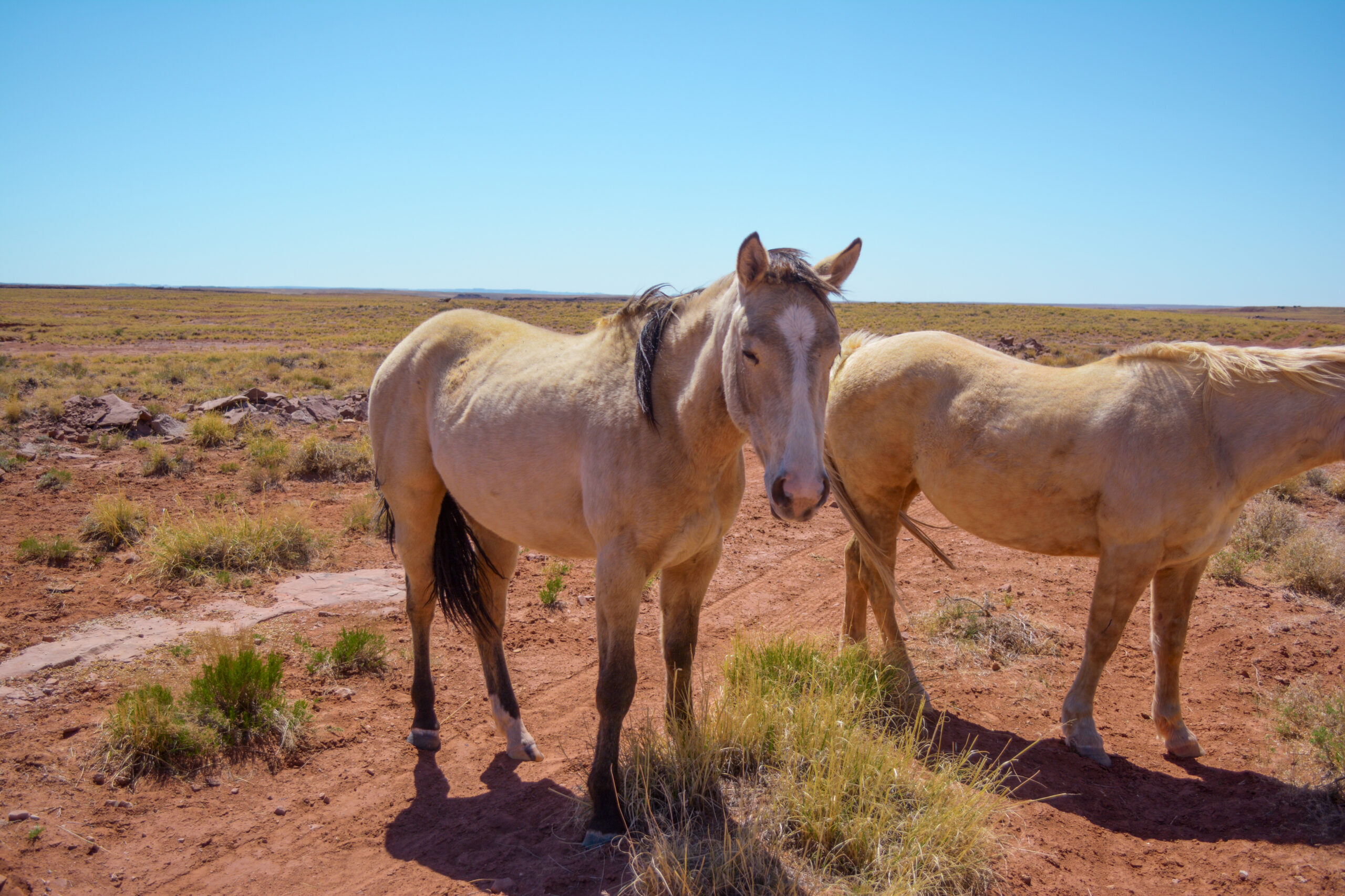 BAQHA Buckskin Mare