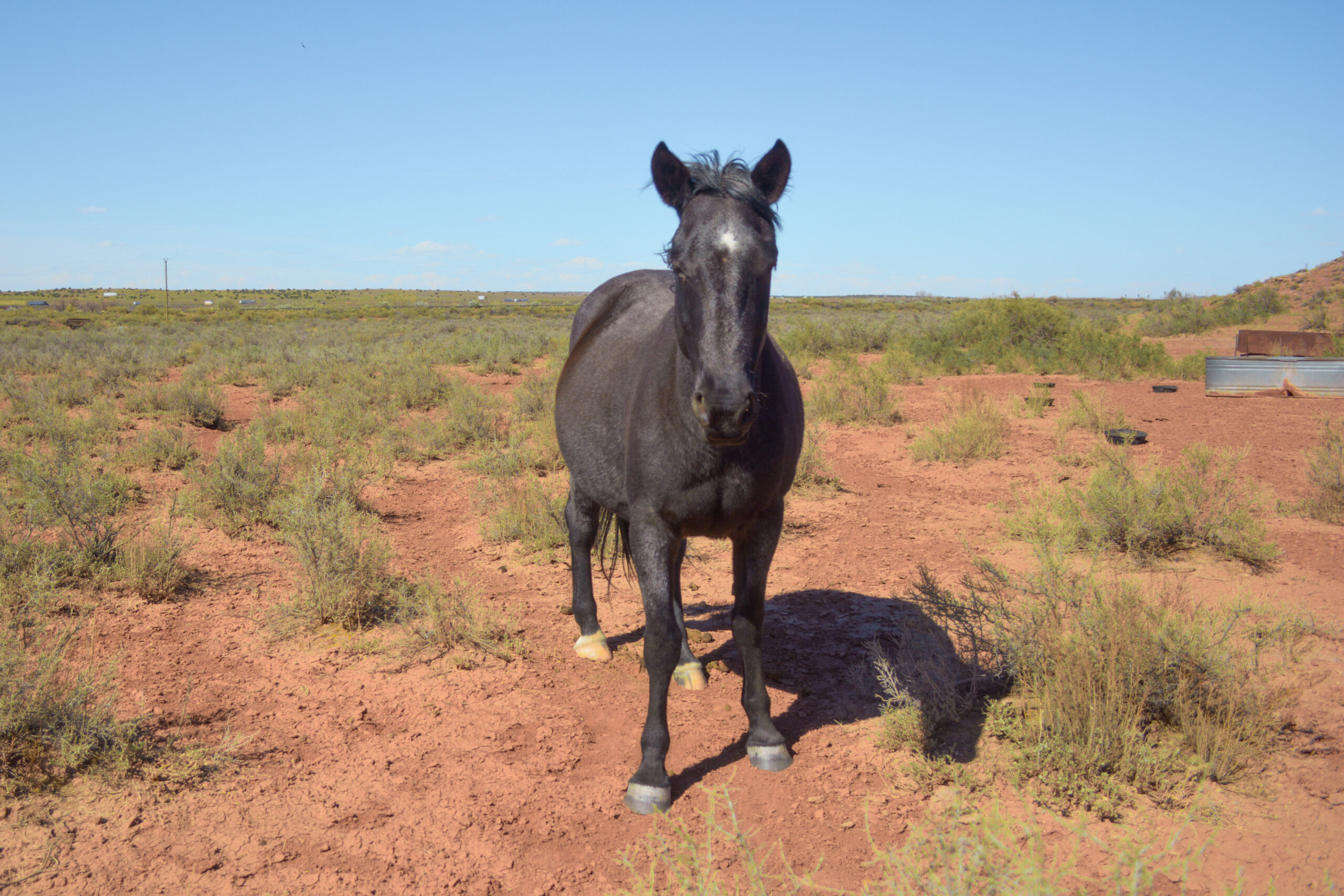 Blue Roan Part Draft