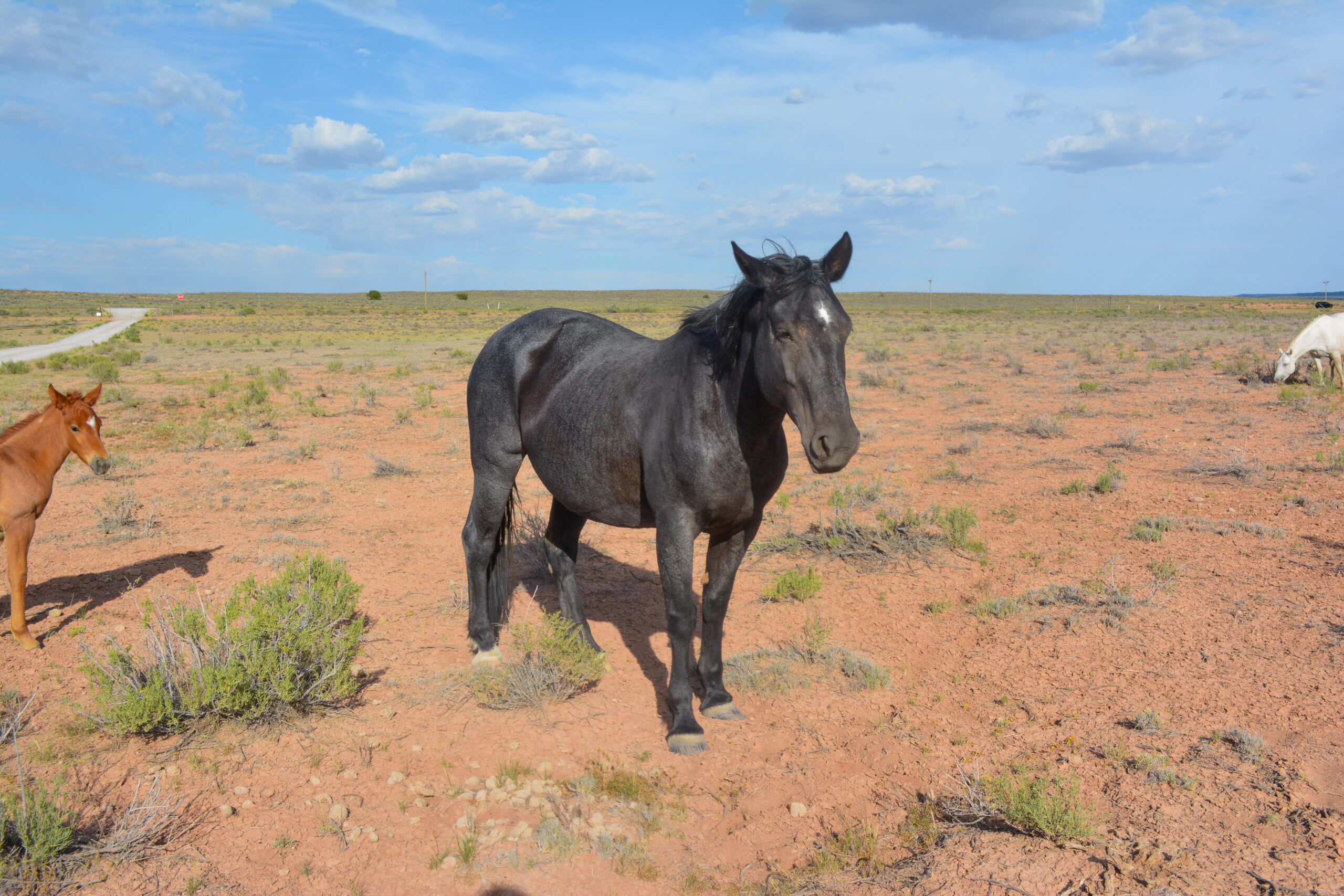 Blue Roan Part Draft