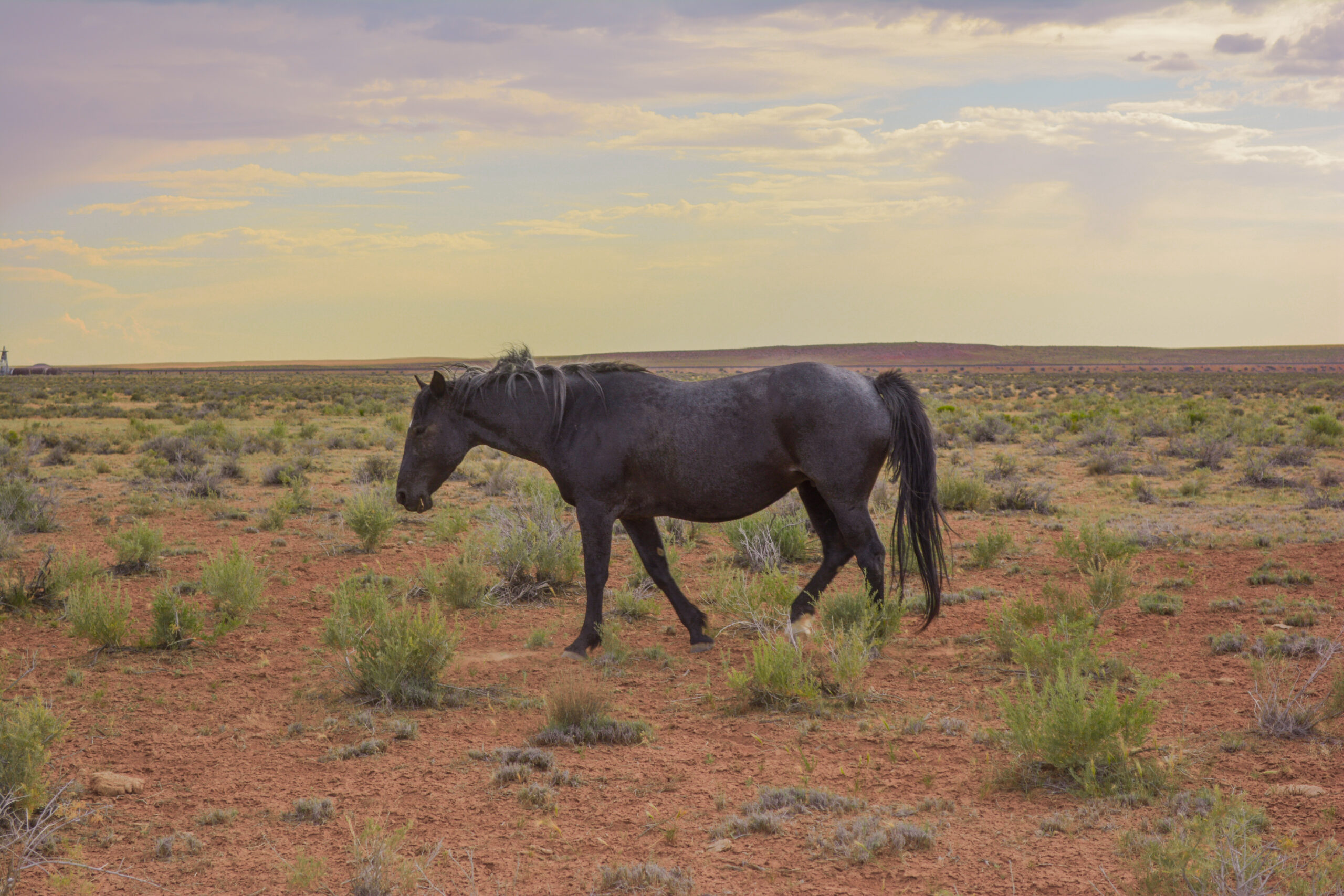 Blue Roan Part Draft