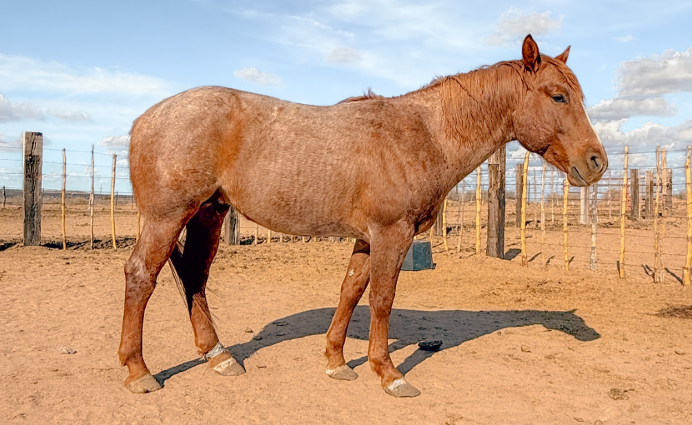 Part Draft Strawberry Roan Stallion