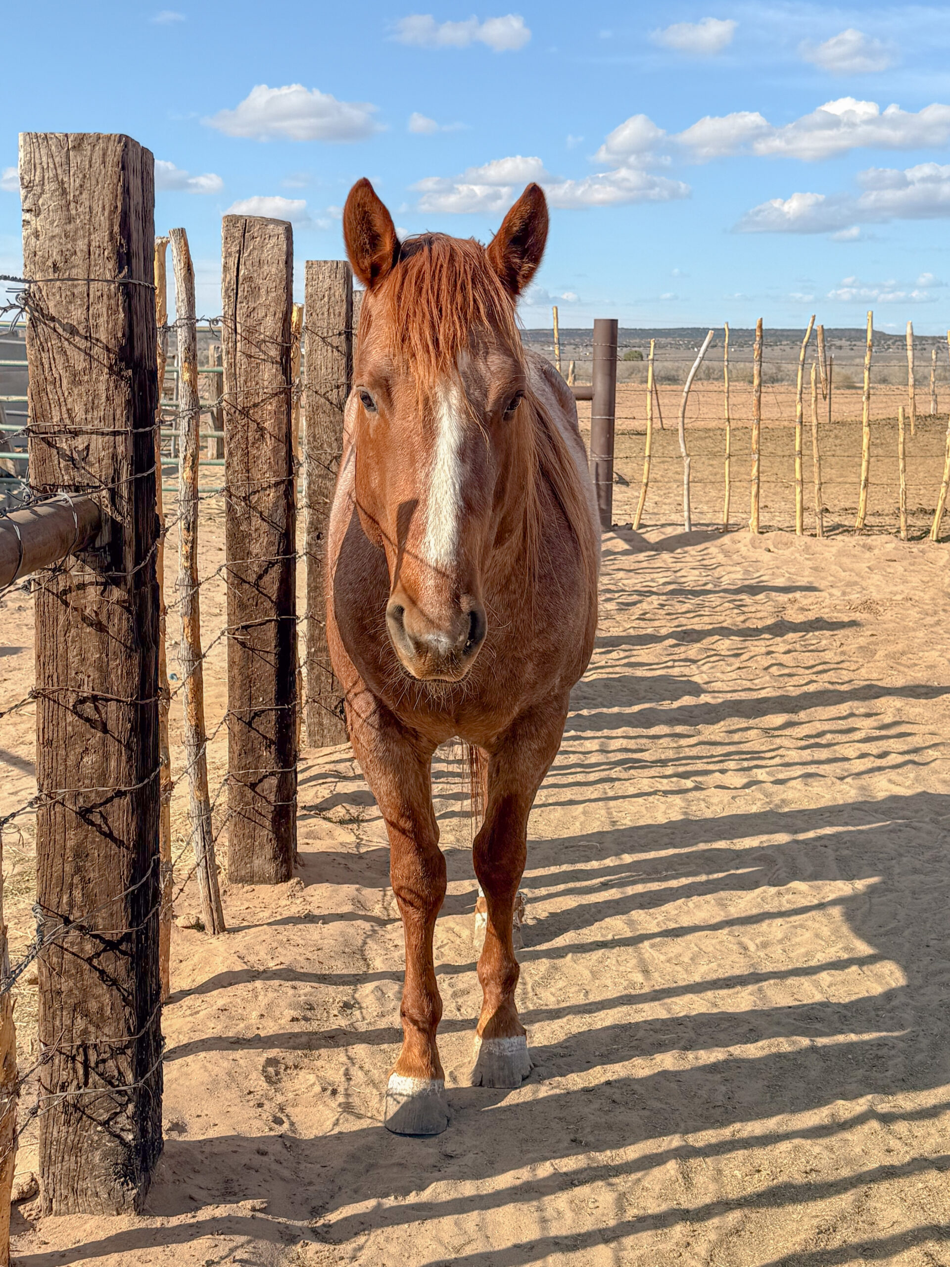 Part Draft Strawberry Roan Stallion
