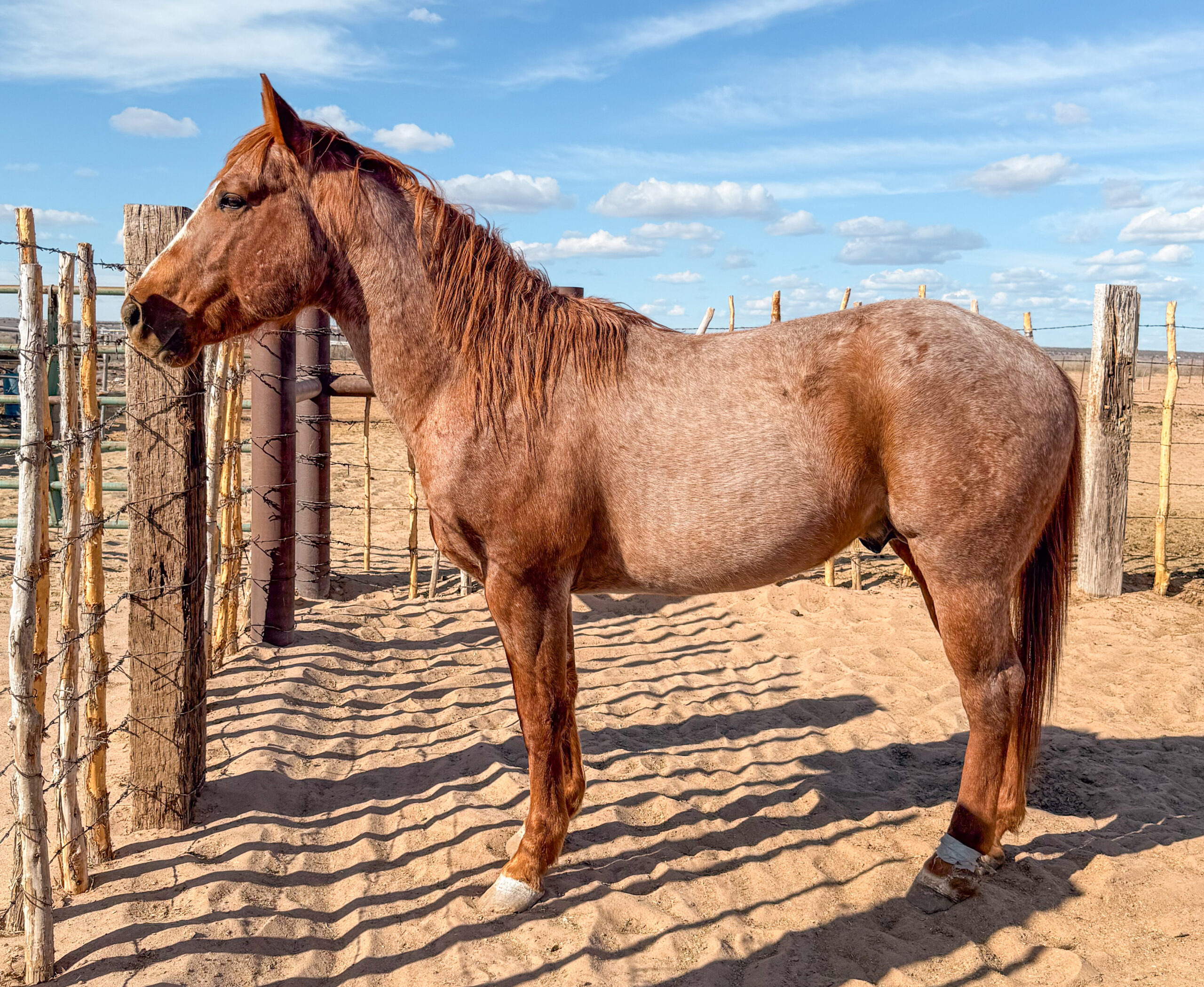 Part Draft Strawberry Roan Stallion