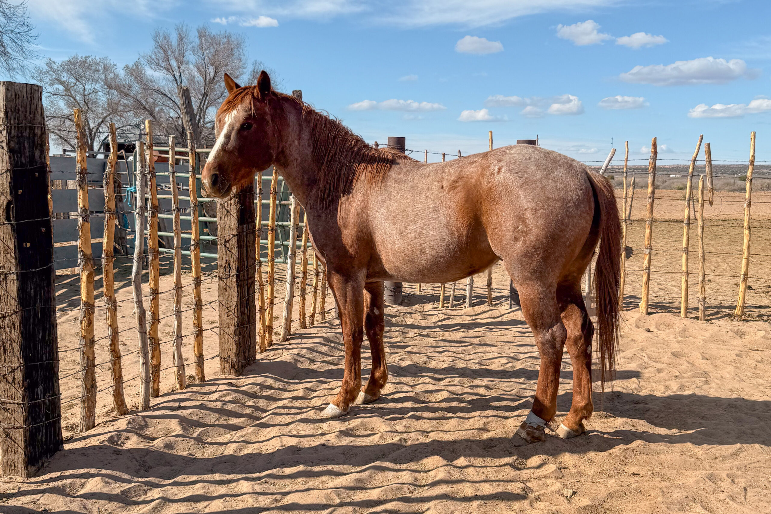 Part Draft Strawberry Roan Stallion