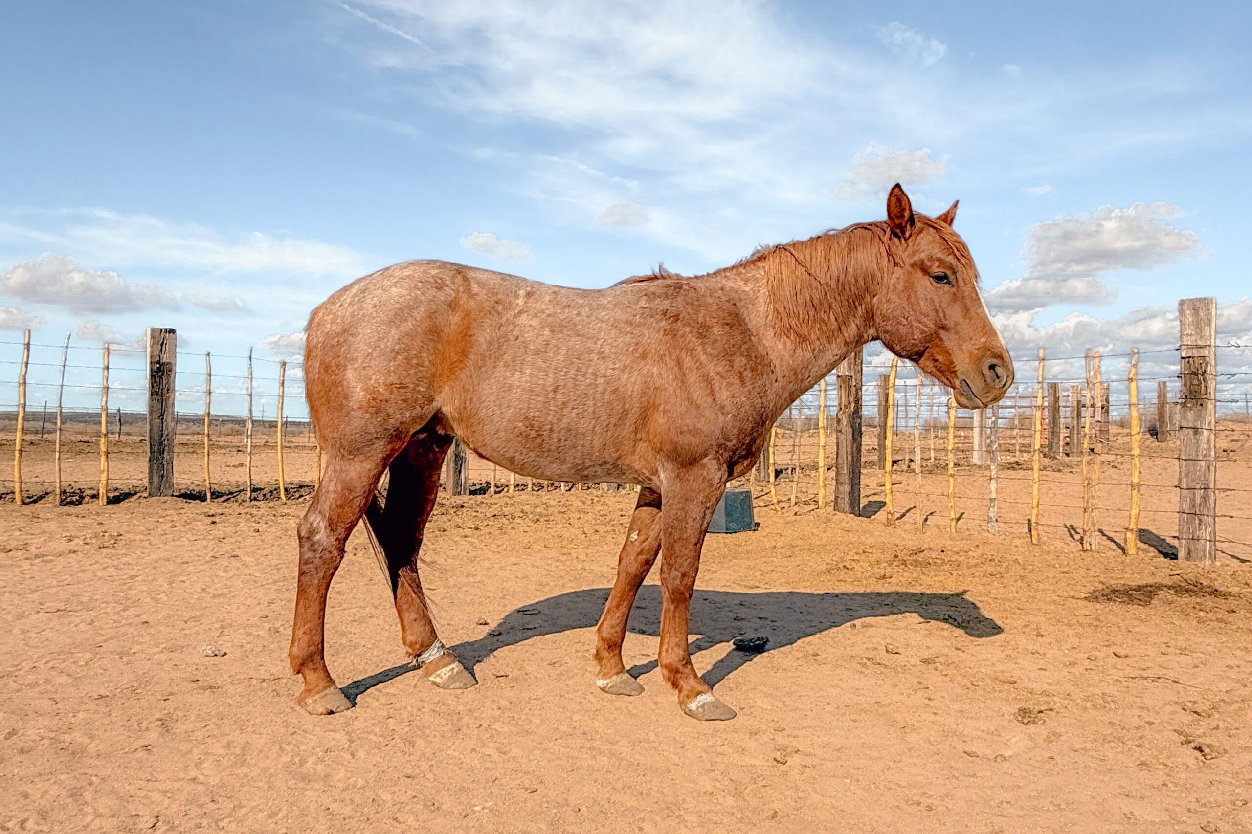 Part Draft Strawberry Roan Stallion