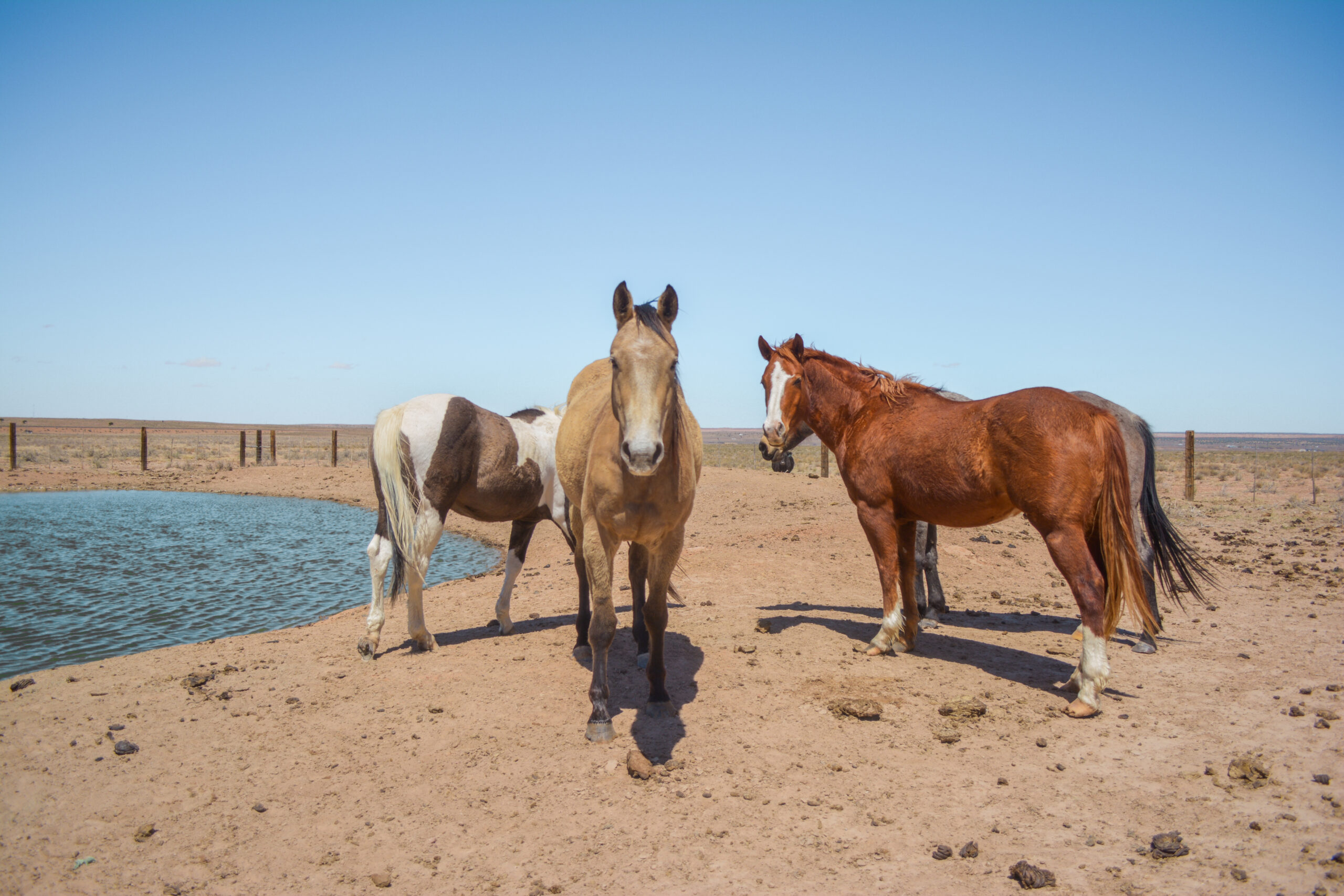 AQHA Buckskin Mare 