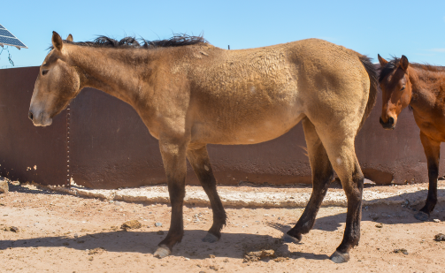 AQHA Buckskin Filly Left Veiw