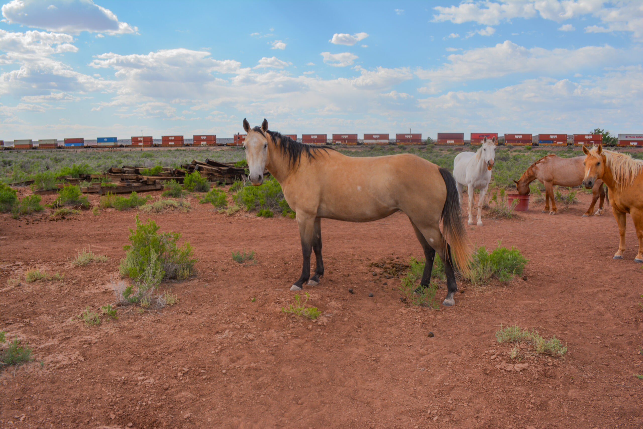 AQHA Buckskin Mare 