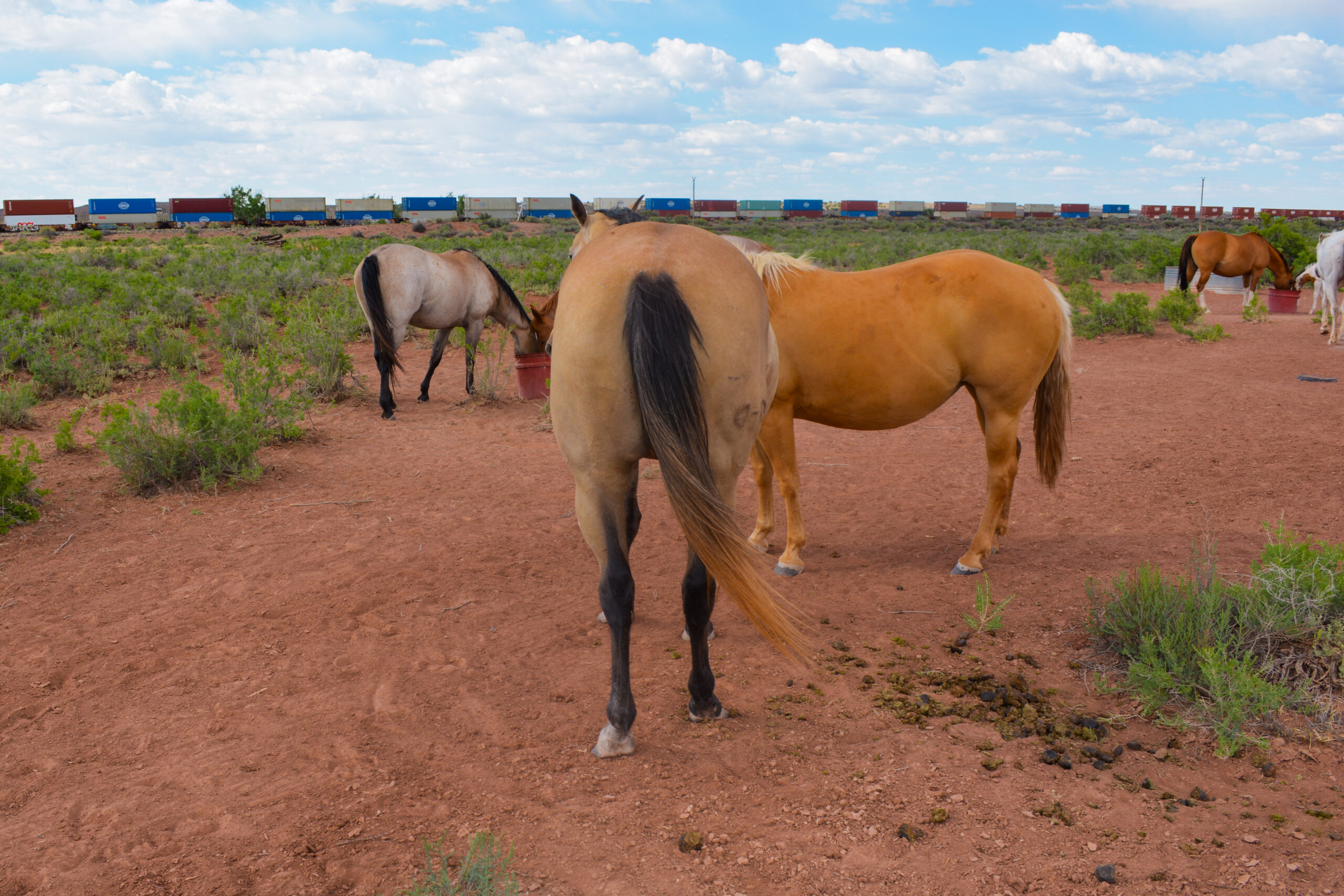 AQHA Buckskin Mare 