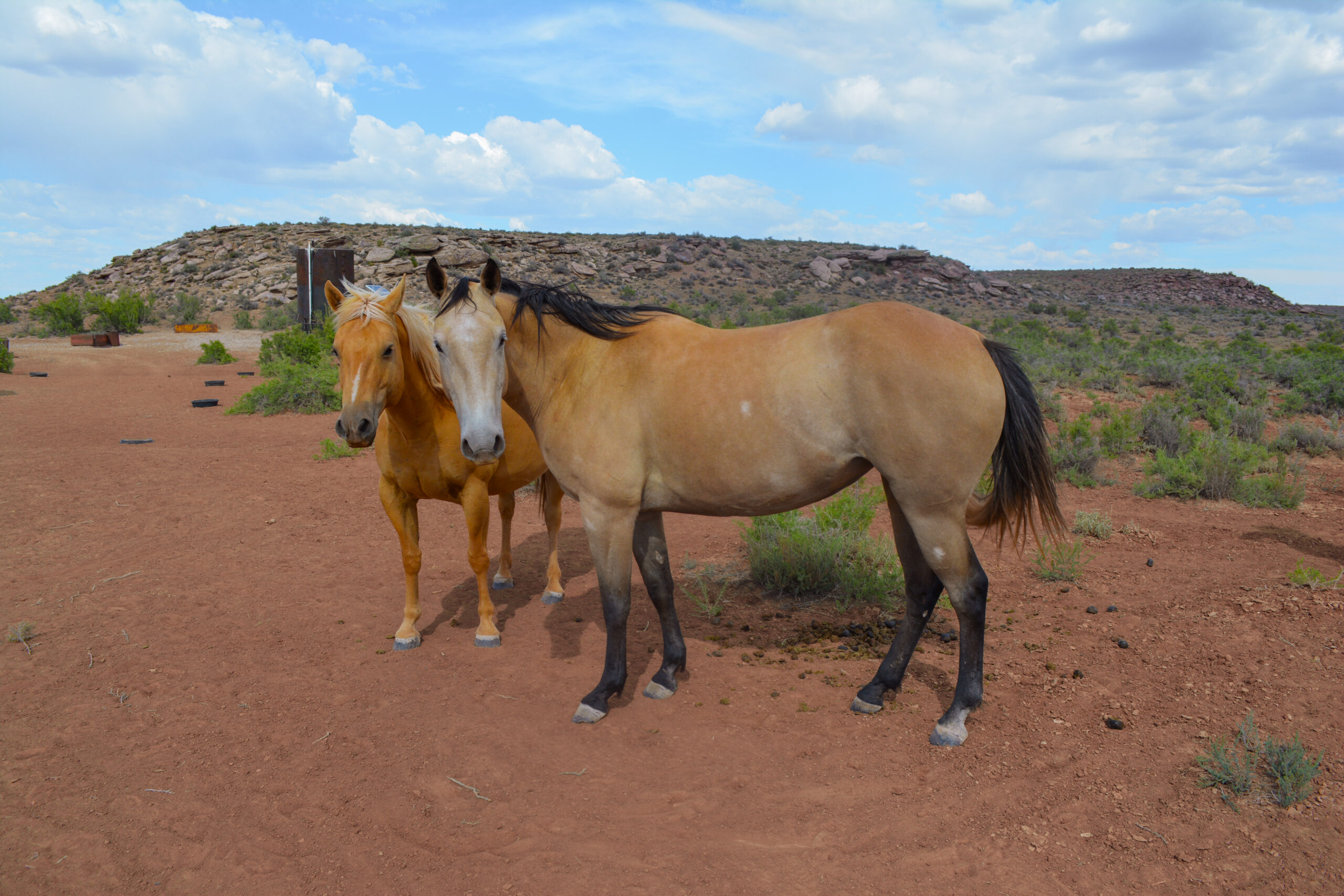 AQHA Buckskin Mare 