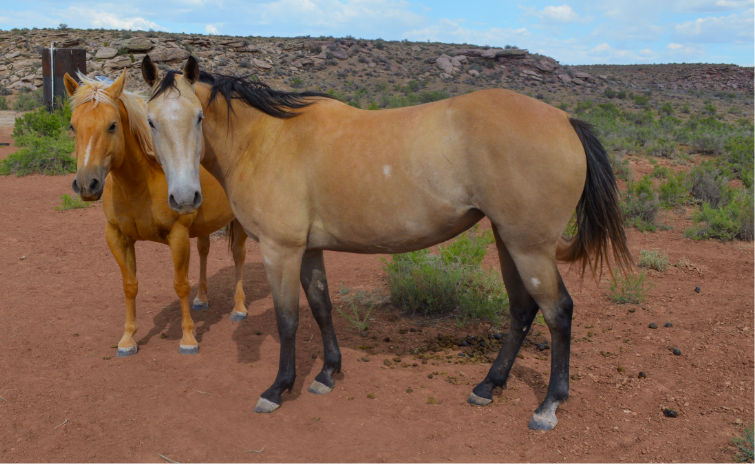 AQHA Buckskin Mare 