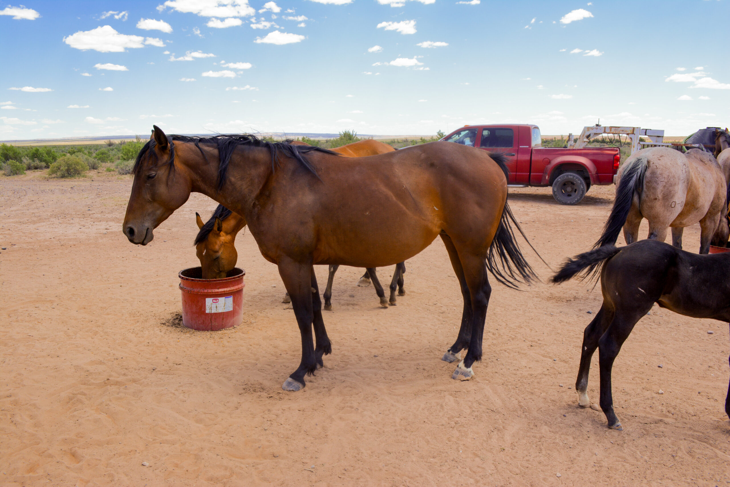 AQHA Bay Mare