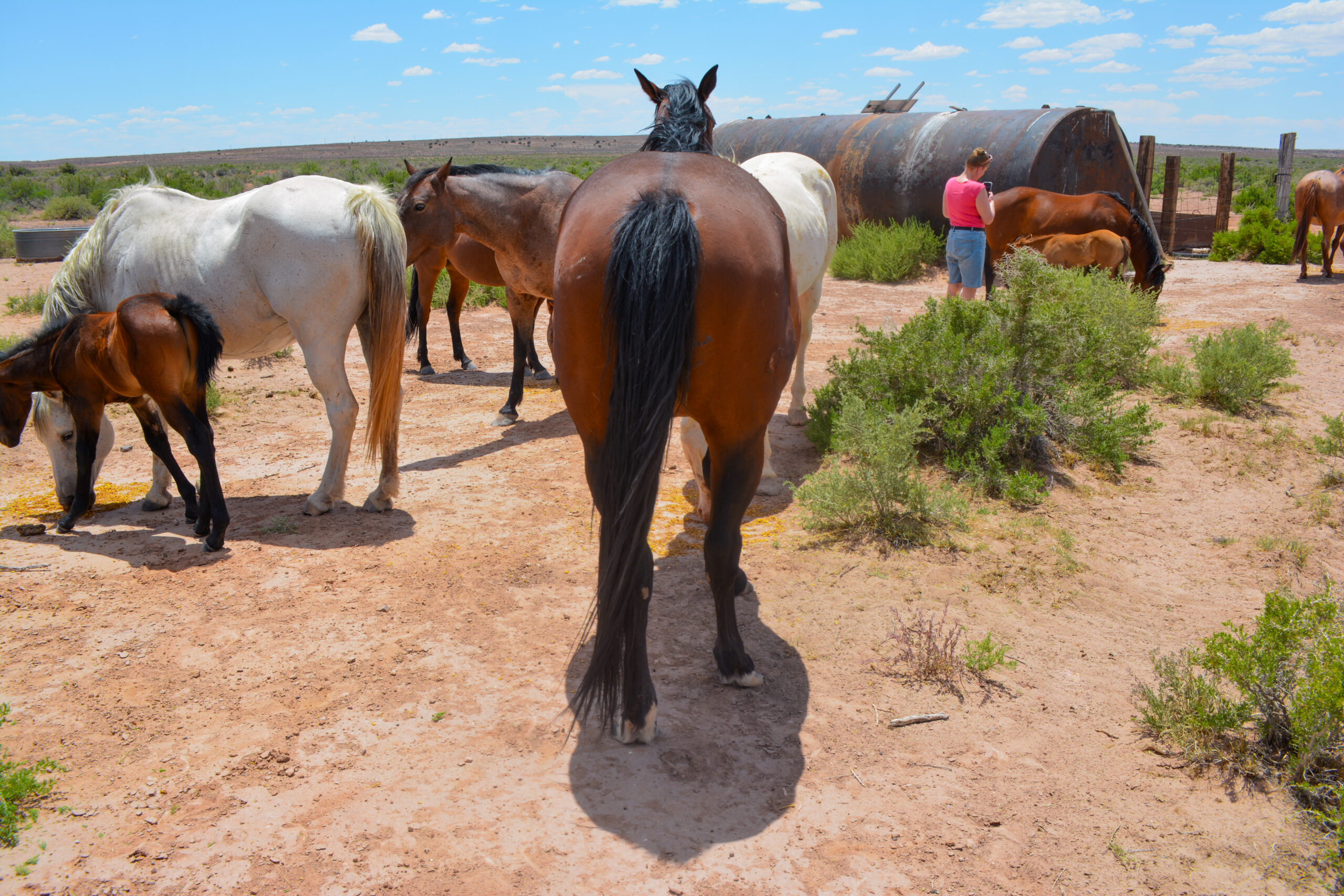 AQHA Bay Mare