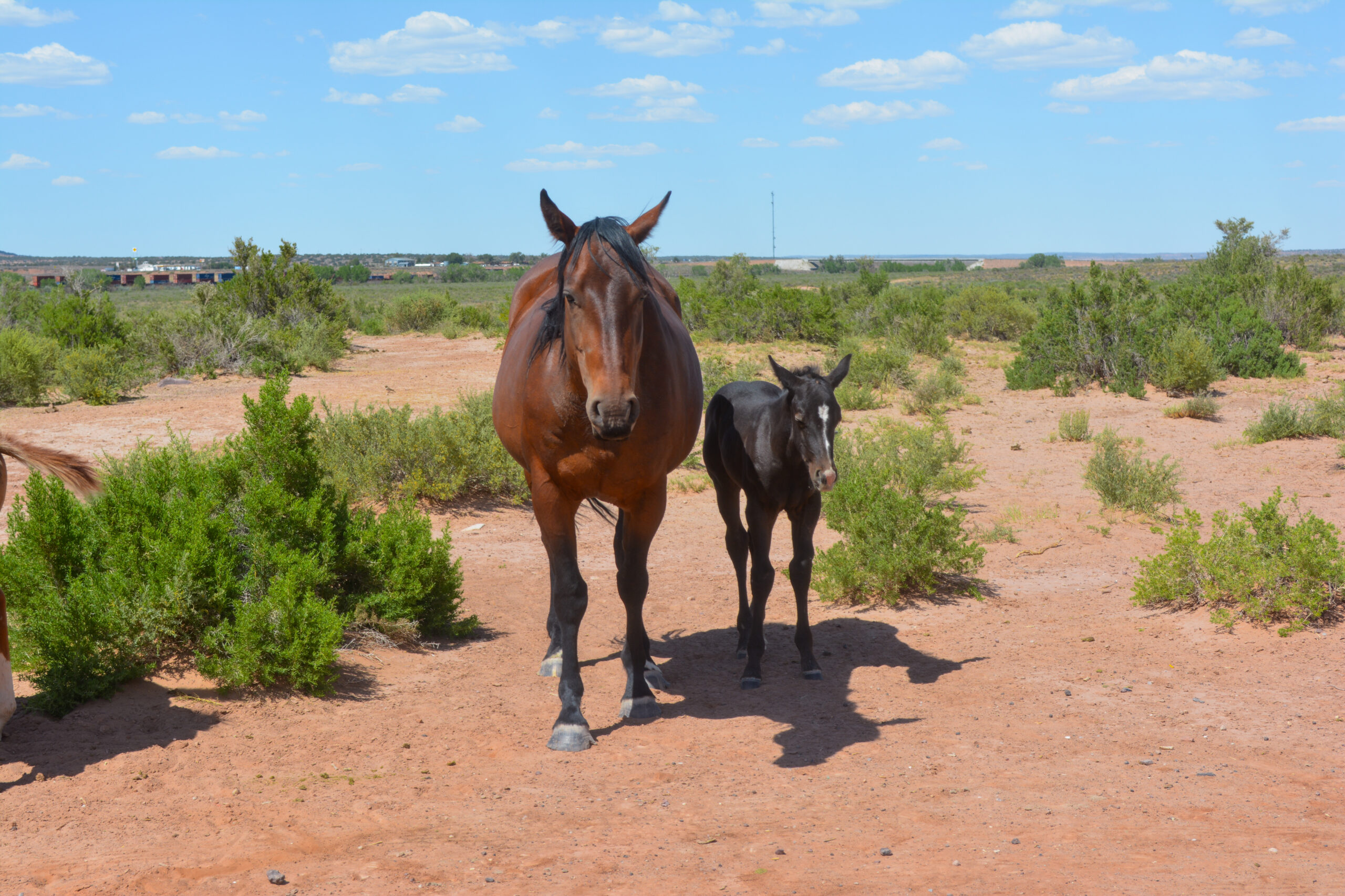 AQHA Bay Mare