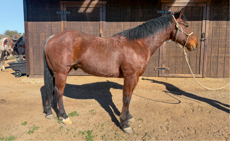 GuAQHA Bay Roan Colt