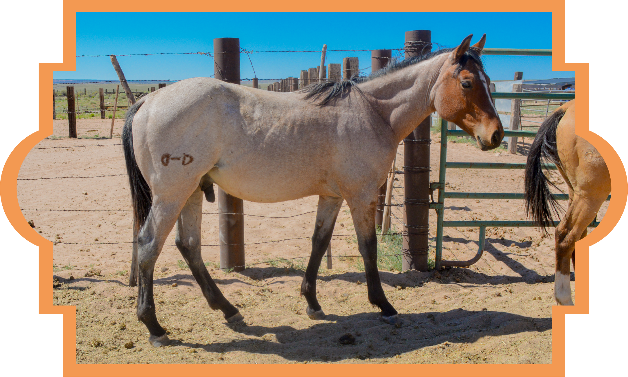 Part Draft Bay Roan Stud